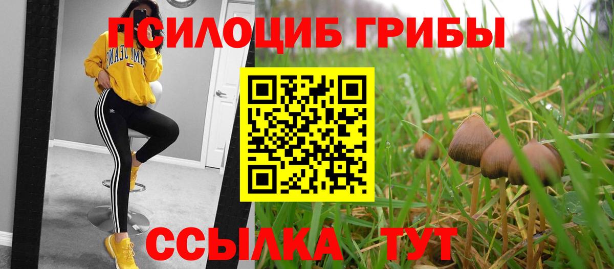 Всеволожск  Галлюциногенные грибы прущие грибы  Псилоцибиновые грибы Psilocybine cubensis  Вход с VPN 